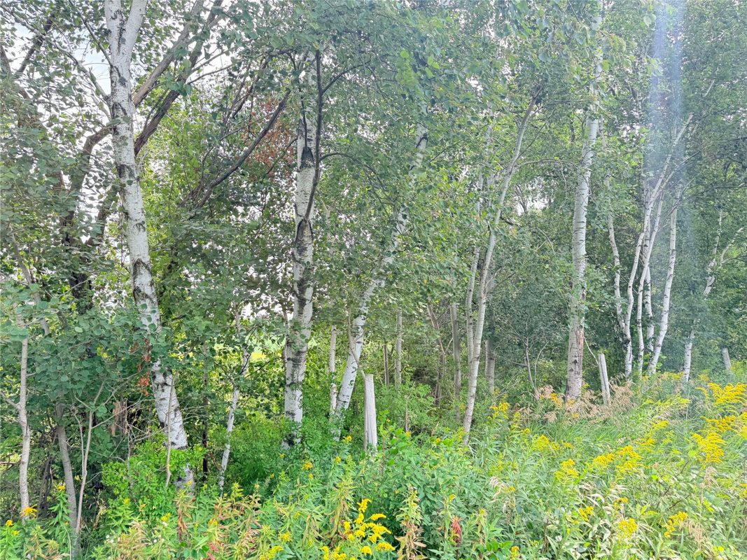 10 Acres Lot 4 230th Street, St Croix Falls WI 54024 - Land house for sale - MLS #1606210 - image13
