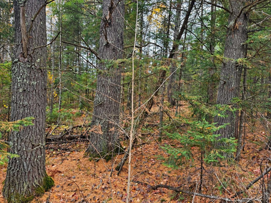 76886 Red House Road, Mellen WI 54546 - Land house for sale - MLS #1606363 - image6