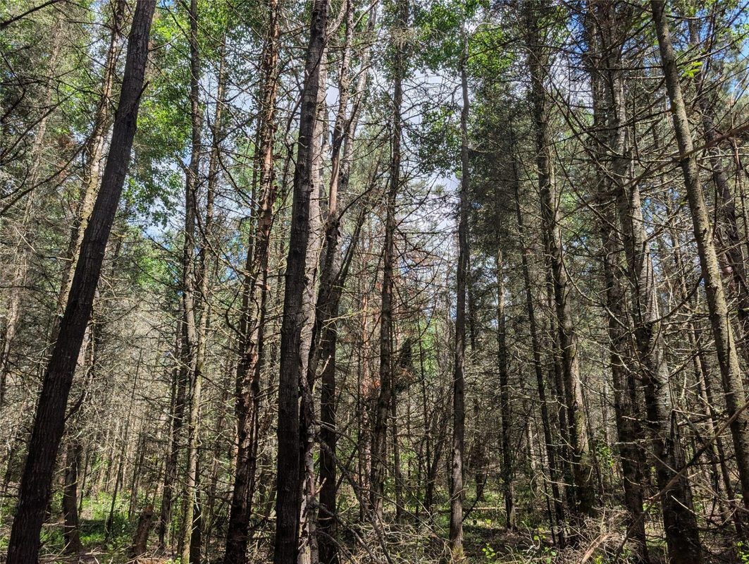 Lot 4 Main Road, Springbrook WI 54875 - Land house for sale - MLS #1602445 - image12