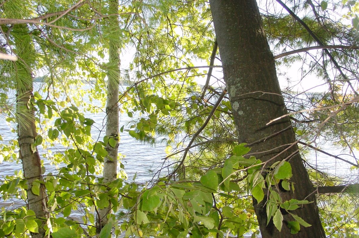 Lot 6 Mae West Road, Ladysmith WI 54848 - Land house for sale - MLS #1605333 - image4