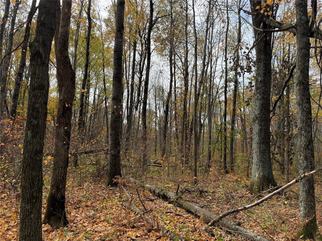 OOO Richfield Wood Road, Arpin WI 54410 - Land house for sale - MLS #1605936 - image39