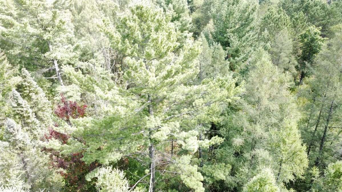 900 County Road A, Tomahawk WI 54487 - Land house for sale - MLS #1604619 - image51