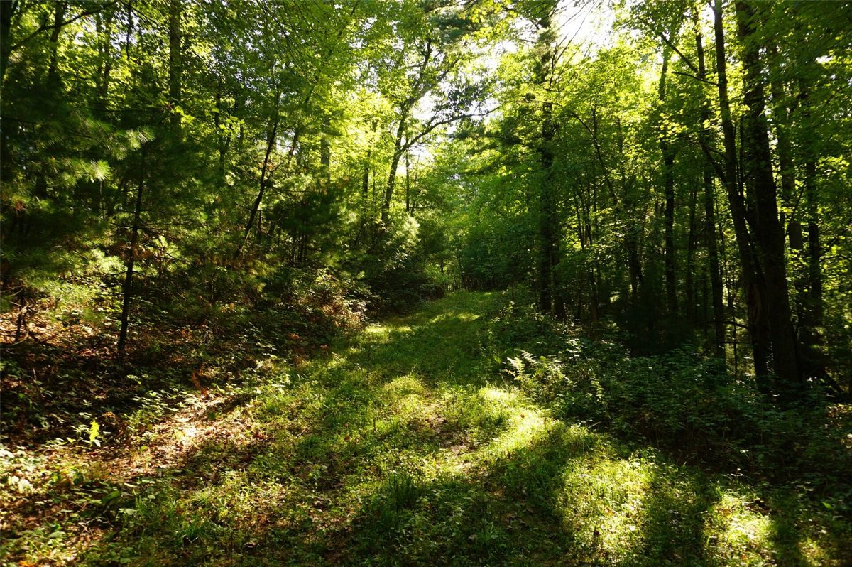 N9105 Flood -- Lot 5 Road, Black River Falls WI 54615 - Land house for sale - MLS #1605206 - image14
