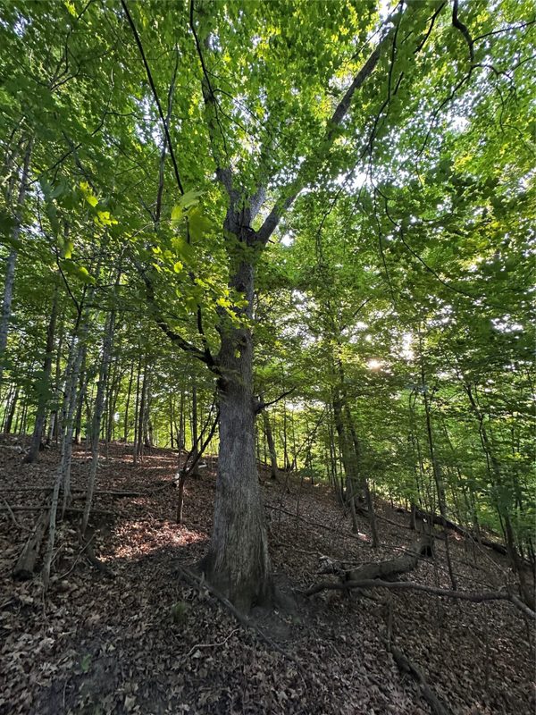 15.01 Acres 160th Avenue, Maiden Rock WI 54750 - Land house for sale - MLS #1604580 - image20