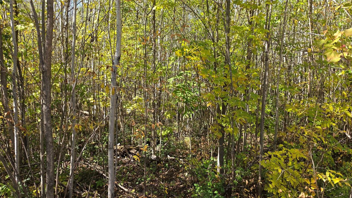 On County HWY W, Winter WI 54896 - Land house for sale - MLS #1605419 - image6
