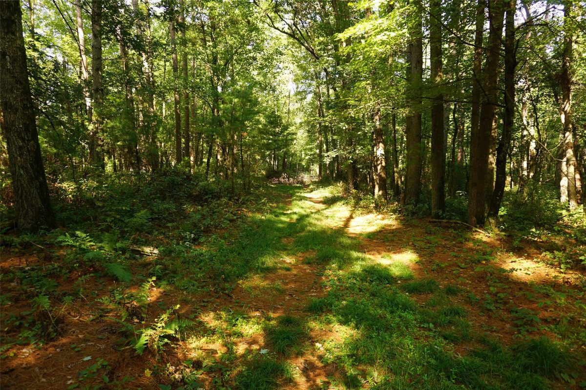 N9105 Flood -- Lot 5 Road, Black River Falls WI 54615 - Land house for sale - MLS #1605206 - image9