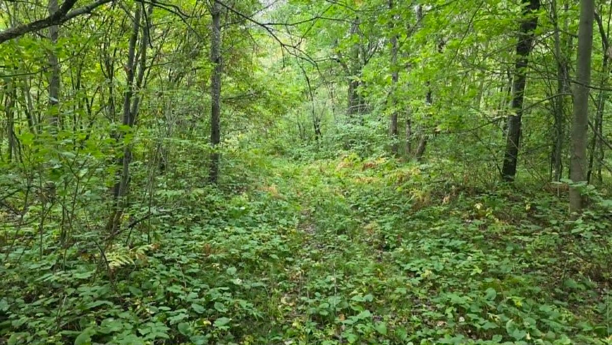 10501 County Hwy M Highway, Springbrook WI 54875 - Land house for sale - MLS #1604696 - image17