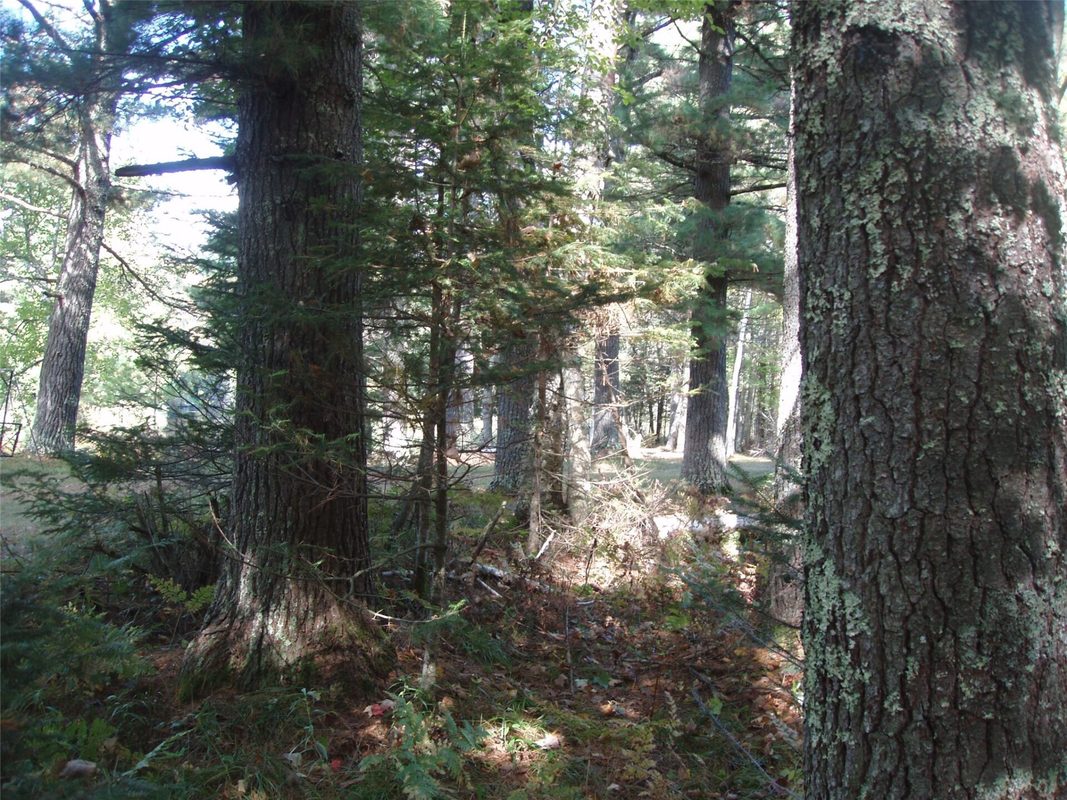 N15671 Evergreen Road, Park Falls WI 54552 - Land house for sale - MLS #1599623 - image23