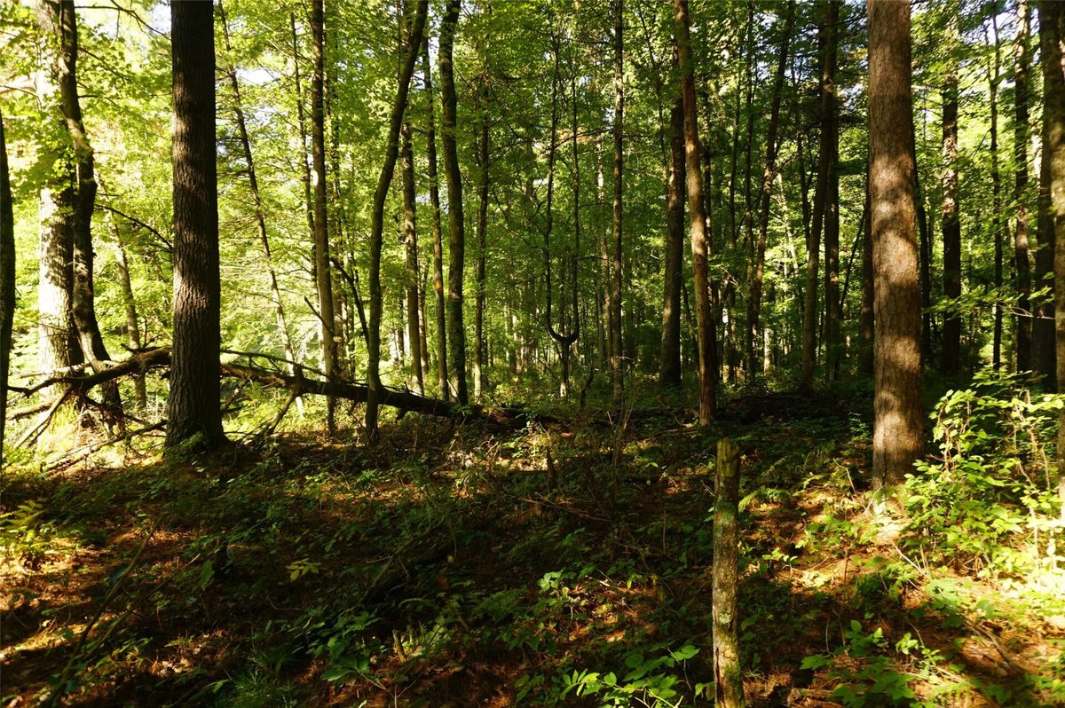 N9105 Flood -- Lot 5 Road, Black River Falls WI 54615 - Land house for sale - MLS #1605206 - image16