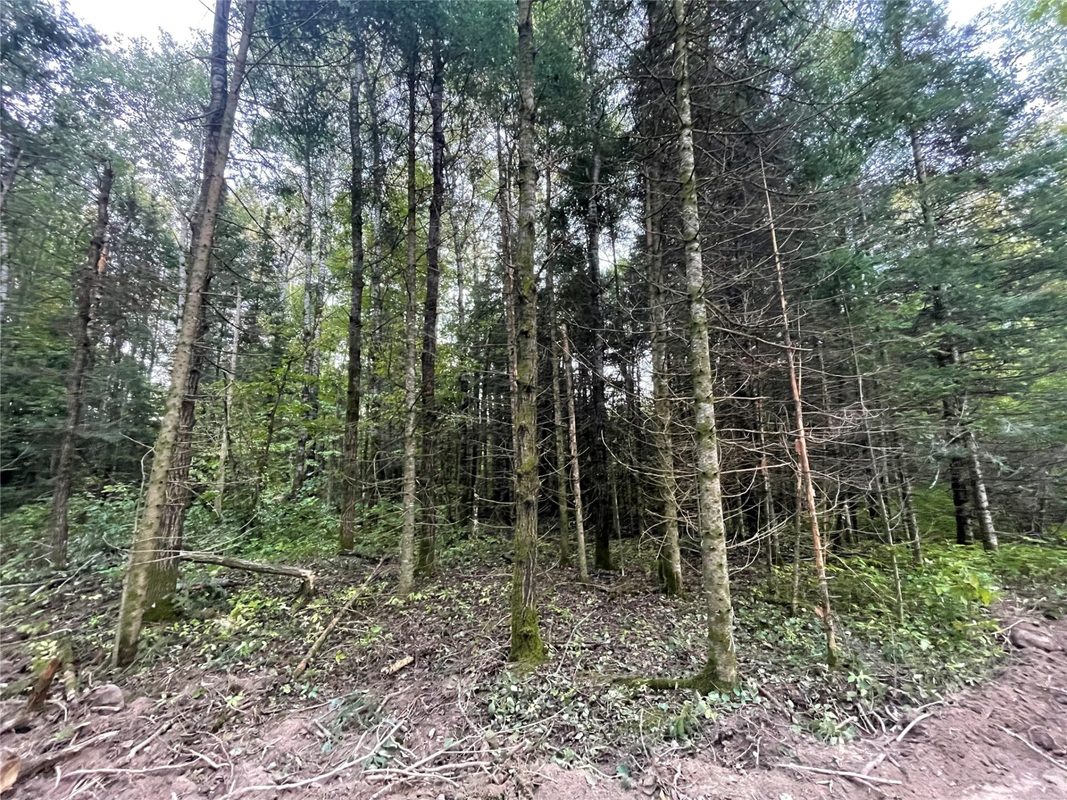 Lot 3 Fadness Road, Winter WI 54896 - Land house for sale - MLS #1605263 - image16