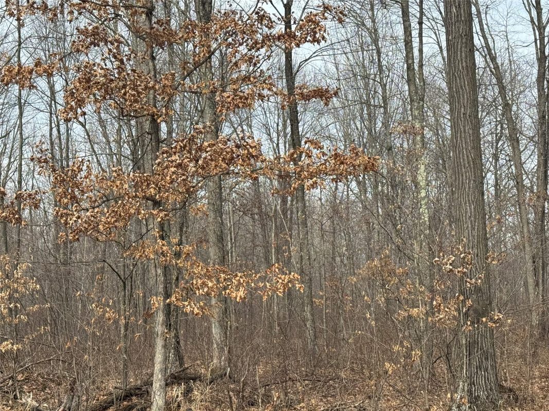 OOO MAPLE Granton WI 54436 — photo 18