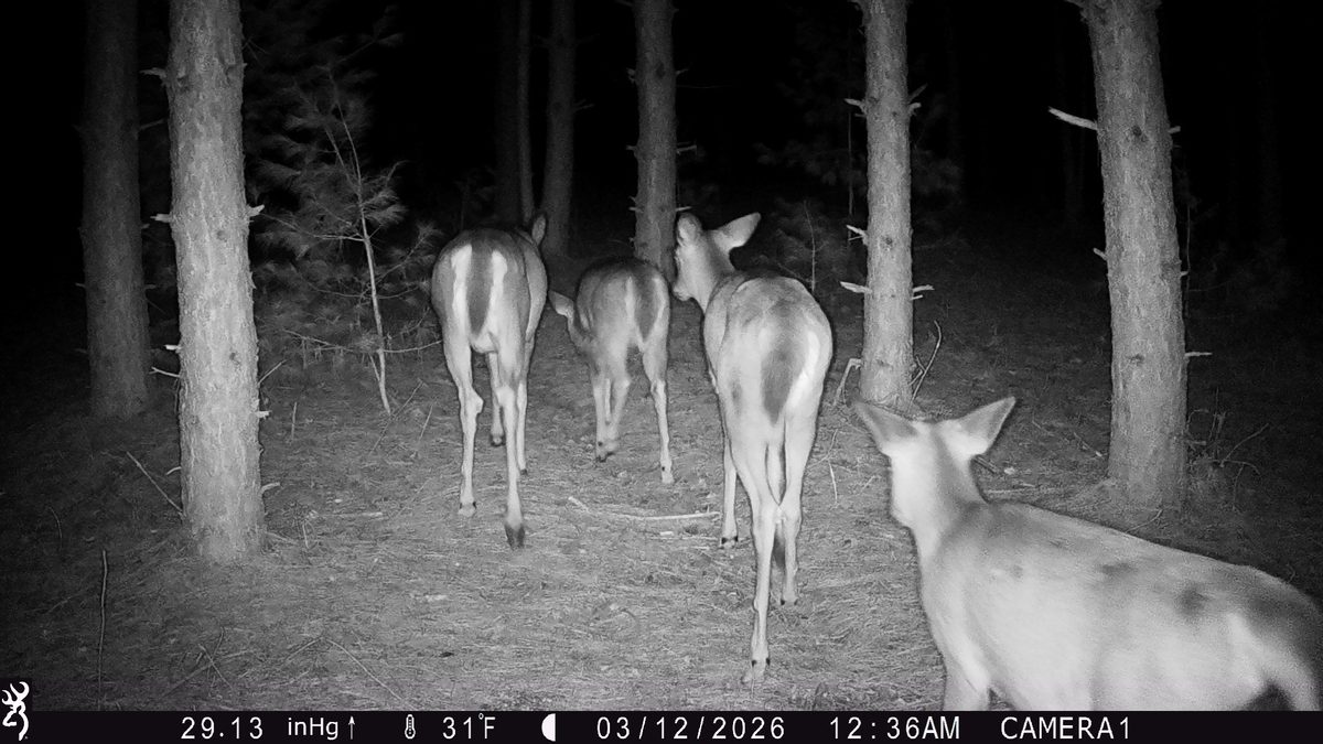 TBD 20 Acres 630th Street Colfax WI 54730 — photo 19