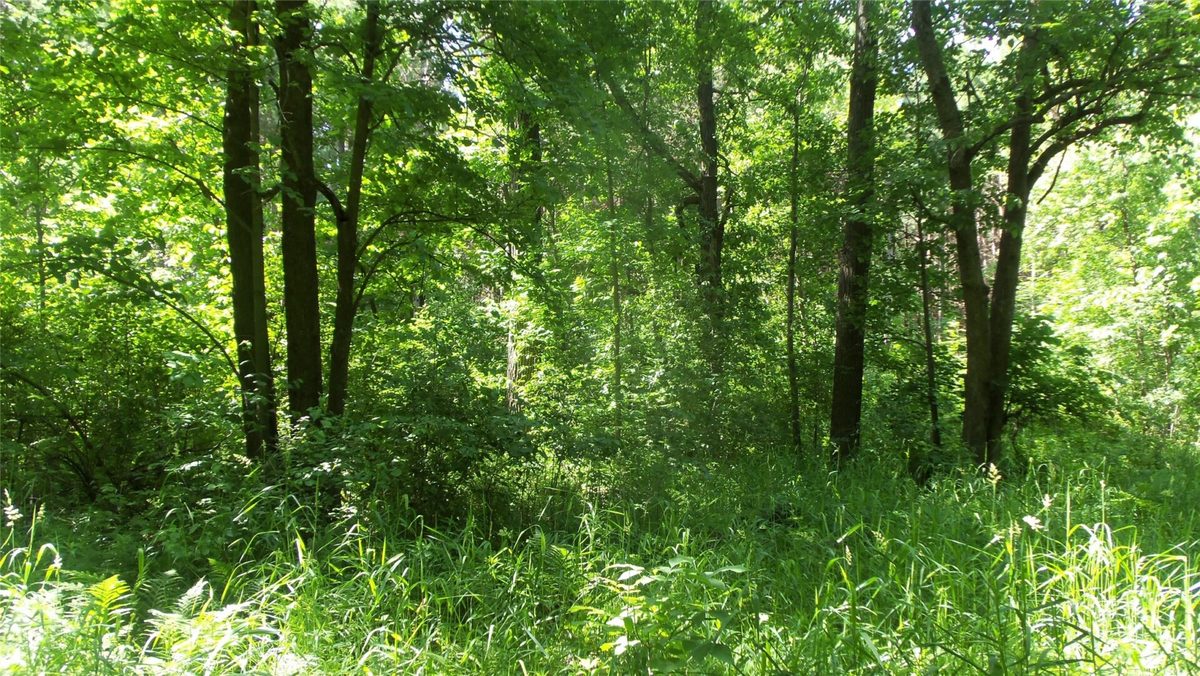 XXX Bashaw Store Road, Shell Lake WI 54871 - Land house for sale - MLS #1603494 - image14