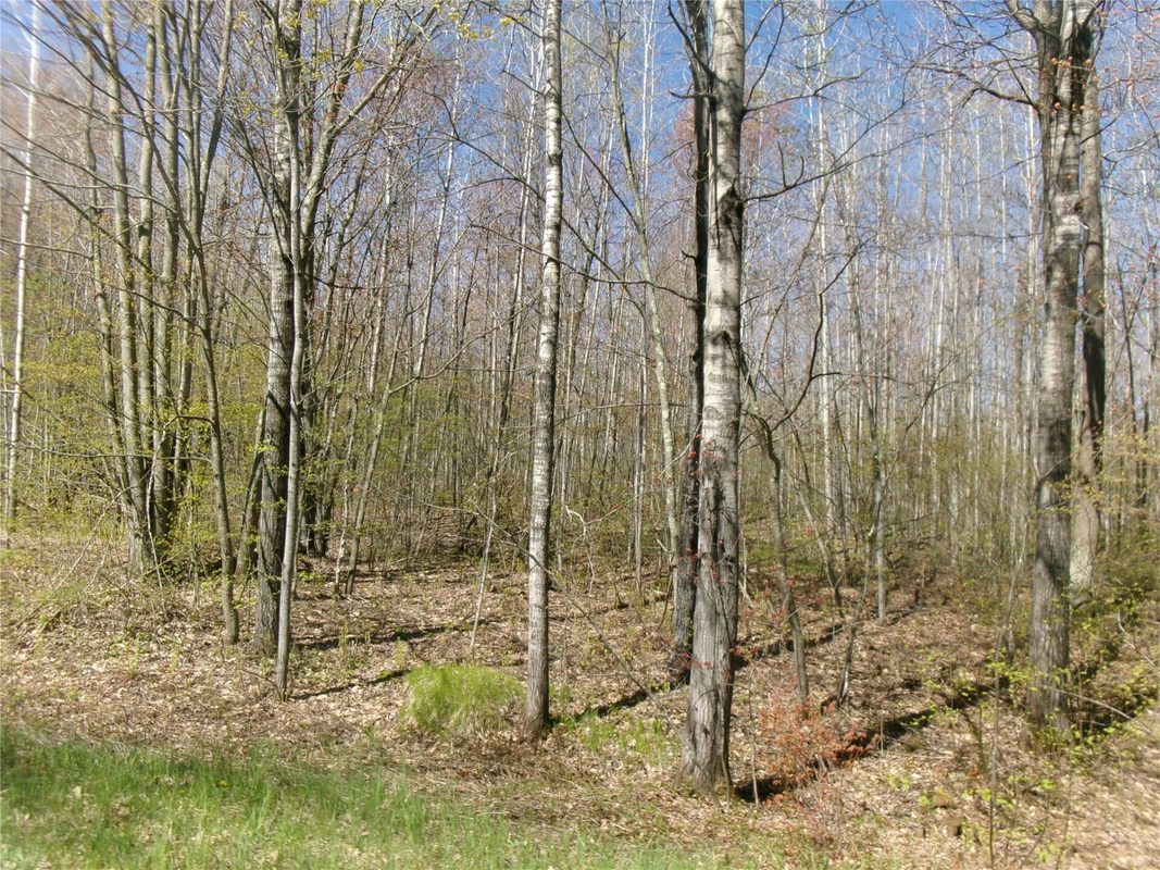 Tax ID 35410 Moody Lake Road, Sarona WI 54870 - Land house for sale - MLS #1601029 - image14