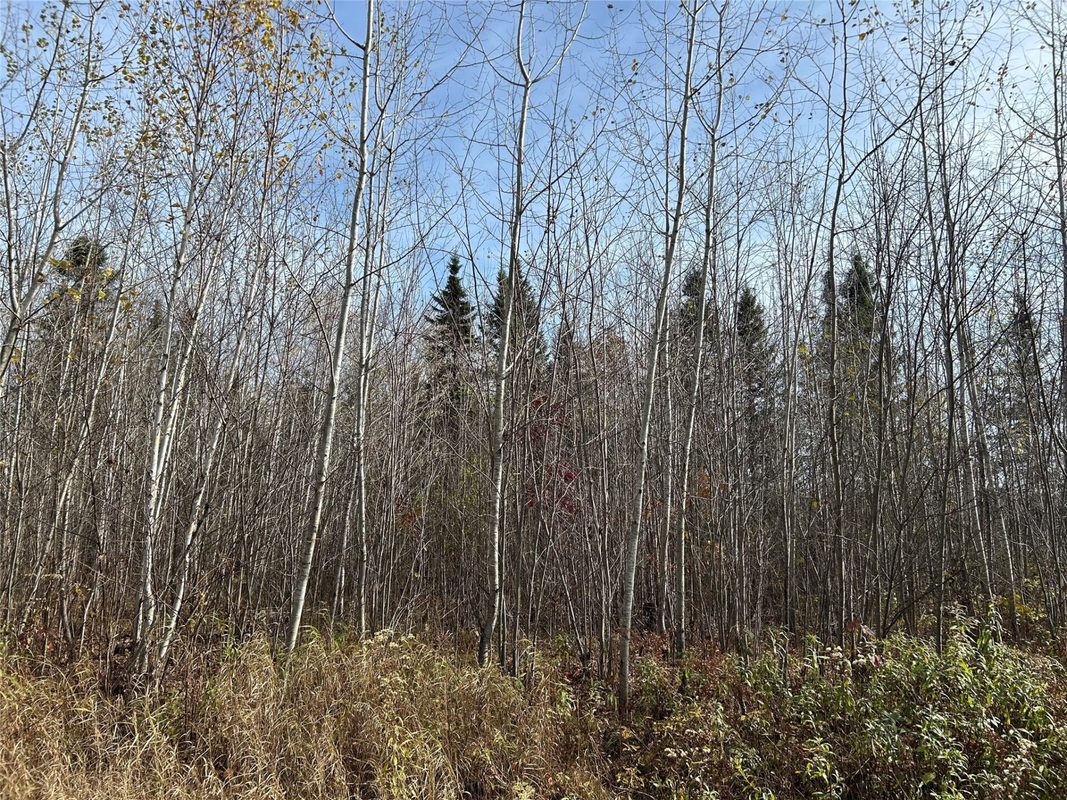 On Sheep Camp Road, Ladysmith WI 54848 - Land house for sale - MLS #1605075 - image2