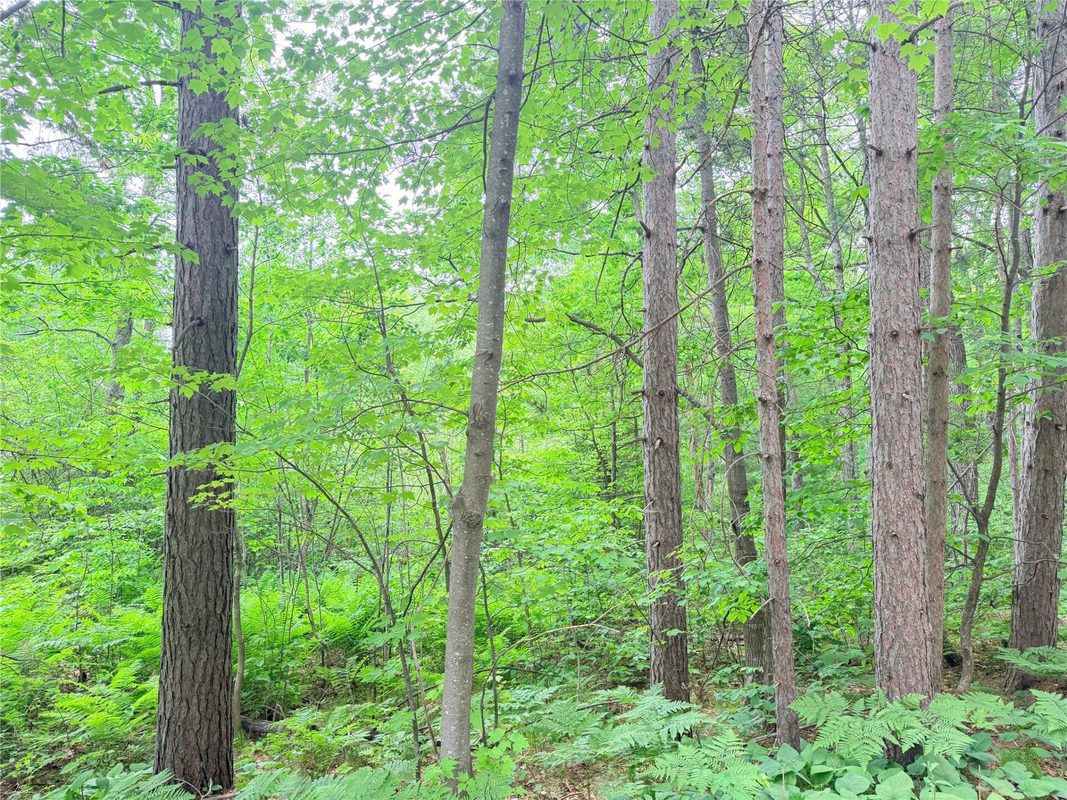 0 Schultz Lane, Stone Lake WI 54876 - Land house for sale - MLS #1601955 - image8