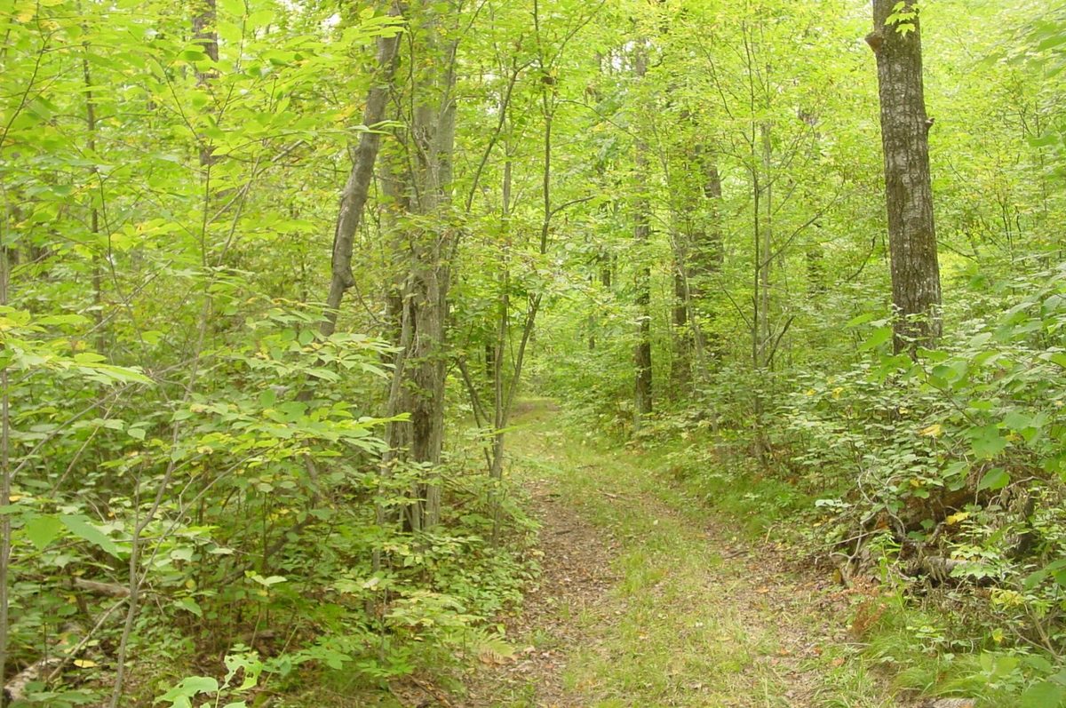 N5391 Hwy. 73, Ingram WI 54526 - Residential house for sale - MLS #1604886 - image29