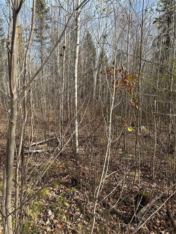 On Sheep Camp Road, Ladysmith WI 54848 - Land house for sale - MLS #1605075 - image5