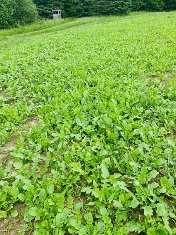 120 +/- Acres Off County Highway N, Glidden WI 54527 - Land house for sale - MLS #1601094 - image29