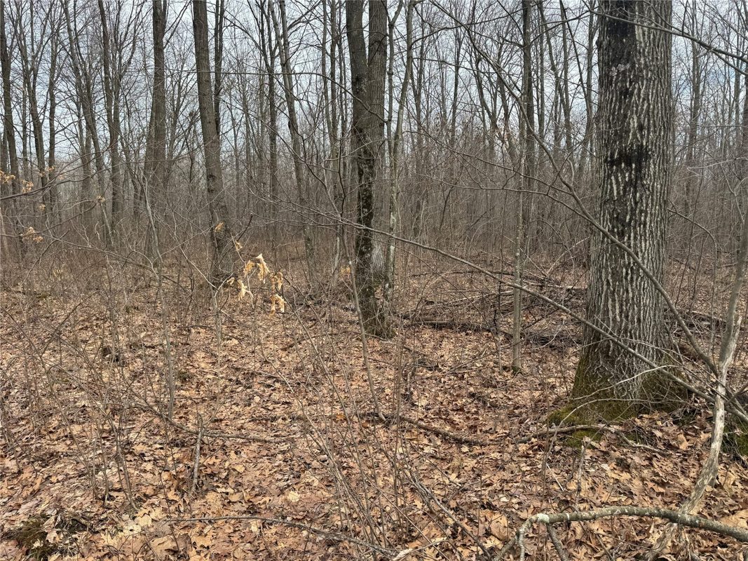 OOO MAPLE Granton WI 54436 — photo 16