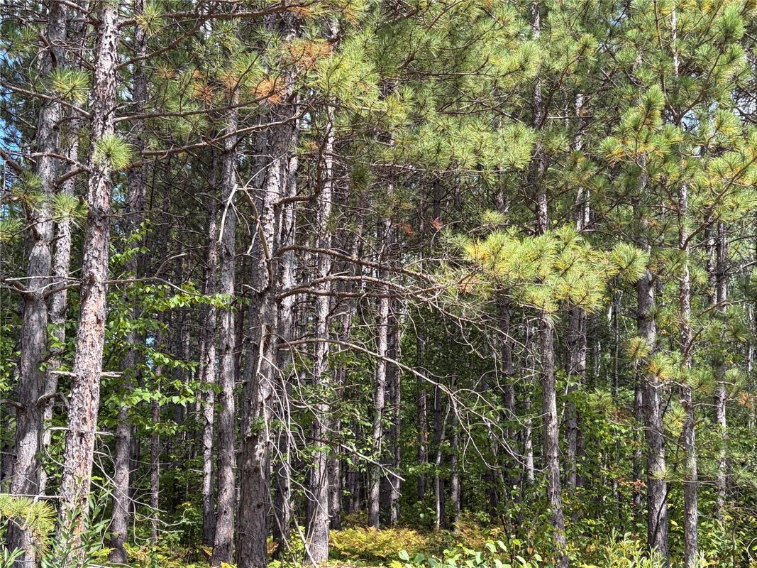 On Dark Corner Road, Ashland WI 54806 - Land house for sale - MLS #1604481 - image3