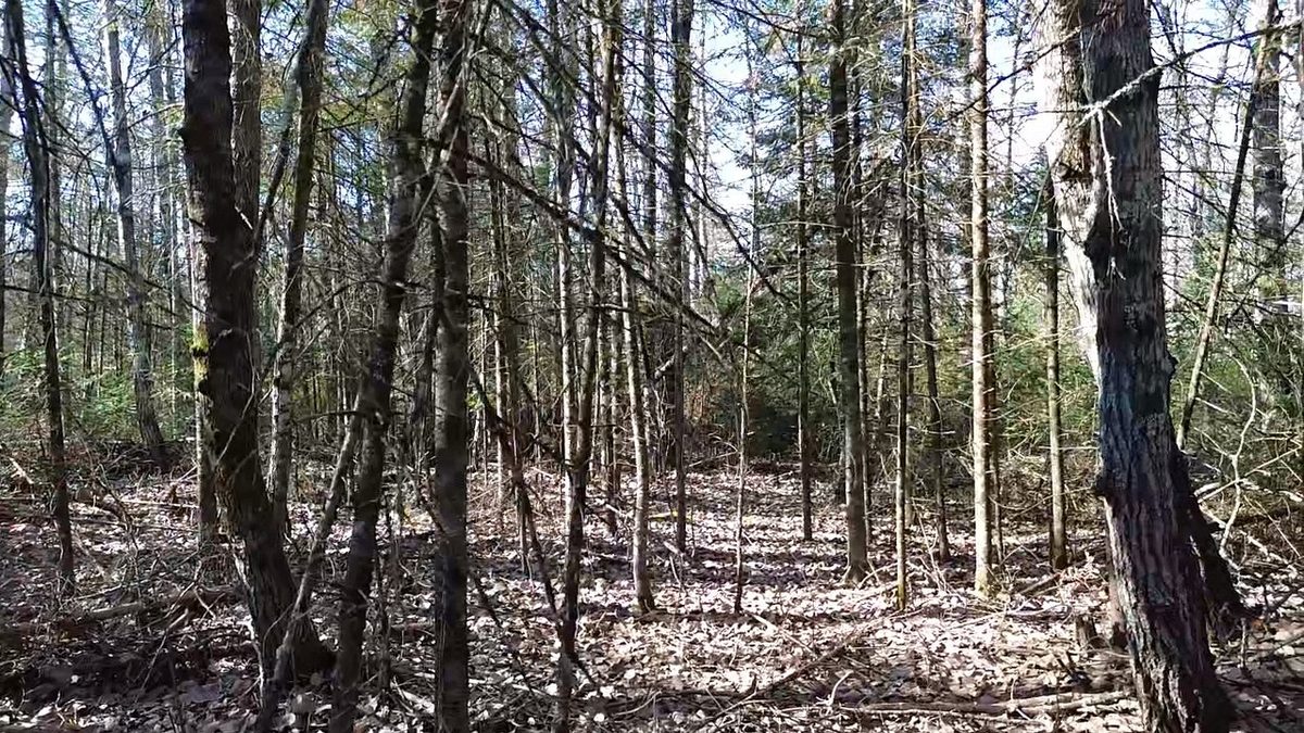 127XX State Highway 70, Couderay WI 54828 - Land house for sale - MLS #1606290 - image10