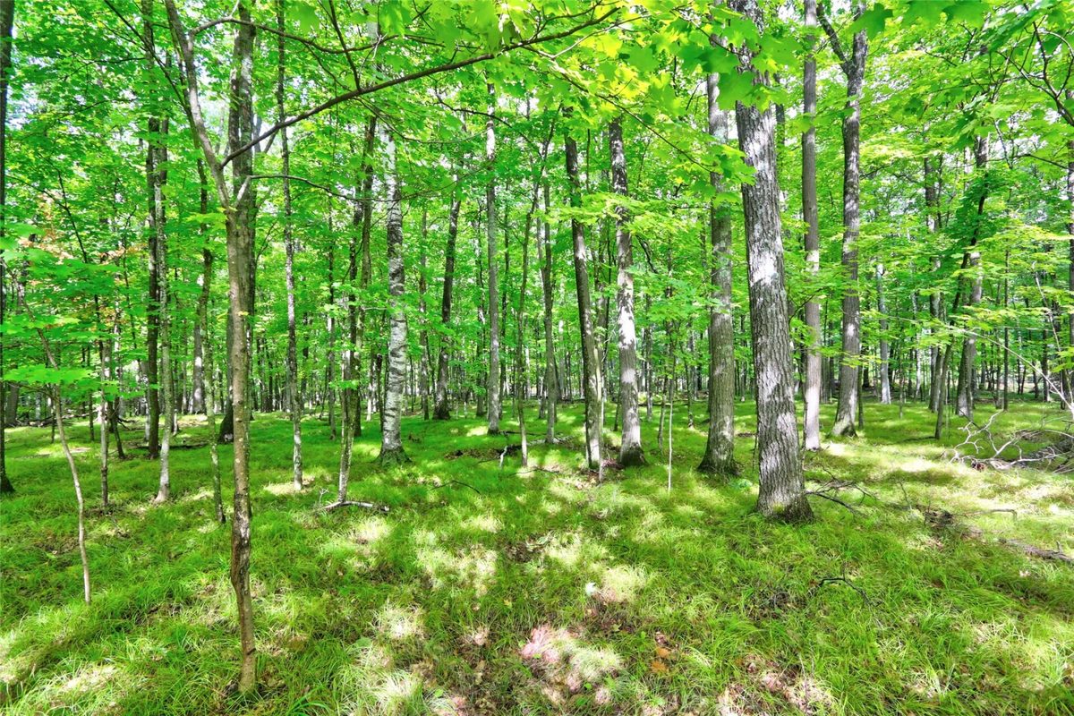 0 Twin Lake Road, Hayward WI 54843 - Land house for sale - MLS #1605254 - image5