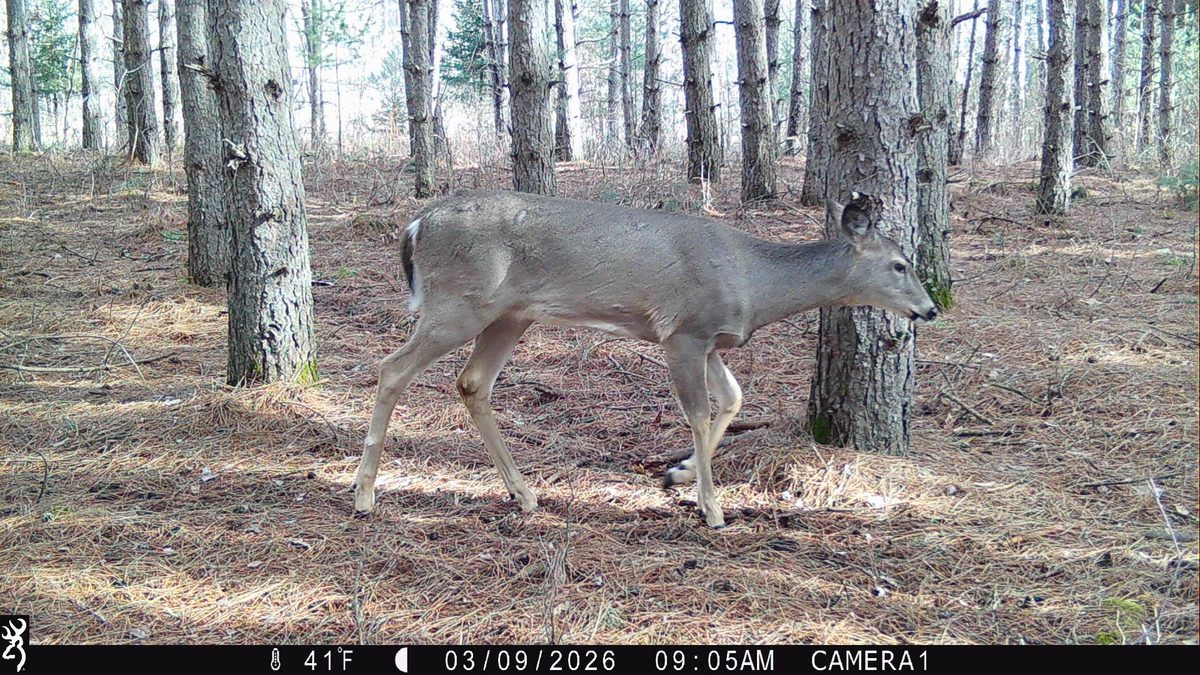 TBD 20 Acres 630th Street Colfax WI 54730 — photo 24