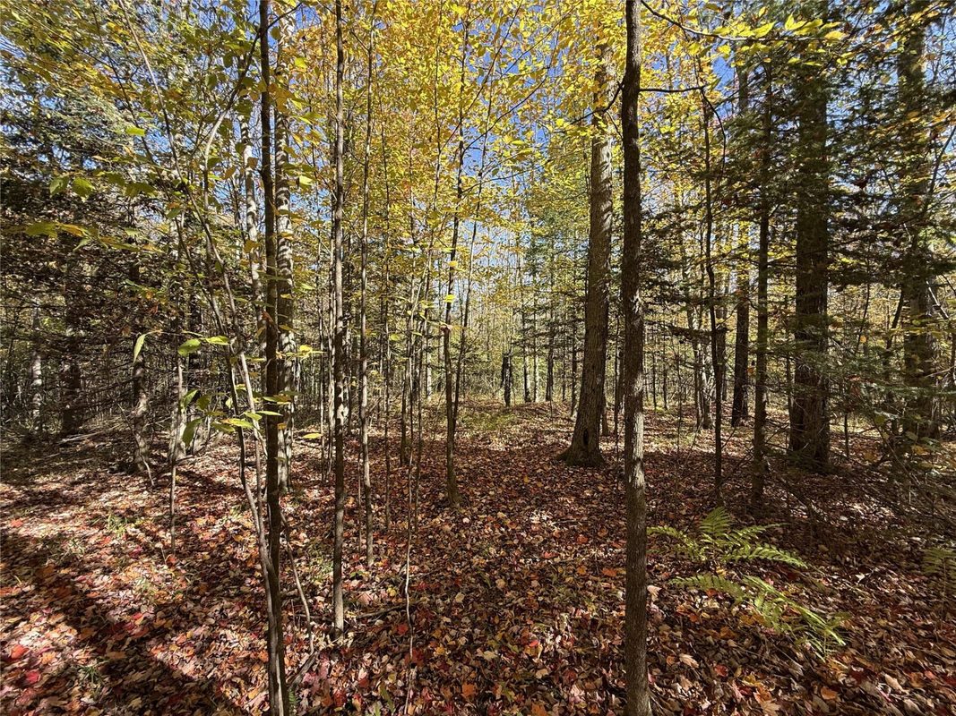 0 Moonshine Alley Lot 2, Catawba WI 54515 - Land house for sale - MLS #1606167 - image6