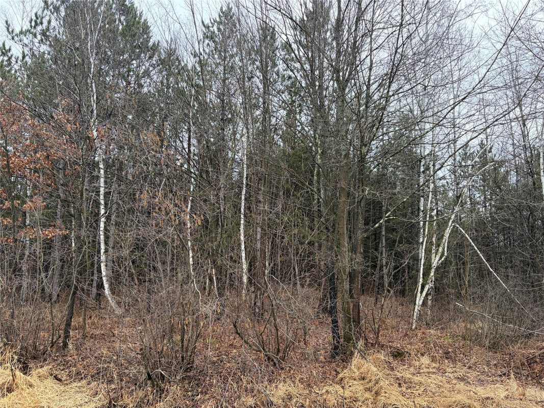 ON Sheep Camp Road Ladysmith WI 54848 — photo 5