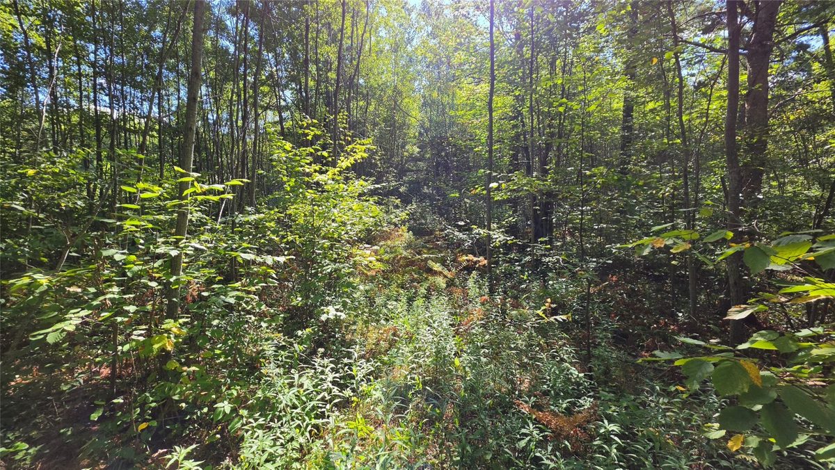 4602W State HWY 70, Winter WI 54896 - Land house for sale - MLS #1605196 - image13