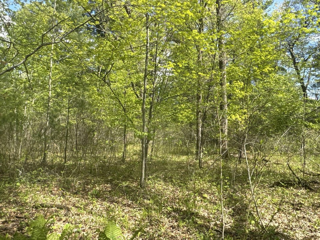 25275 Bruss Road, Webster WI 54893 - Land house for sale - MLS #1602158 - image19