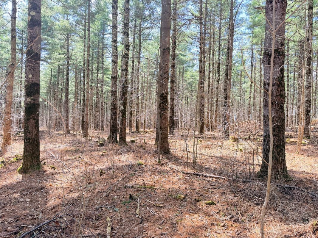 20 Acres Star Lake Road, Rice Lake, WI — photo 16