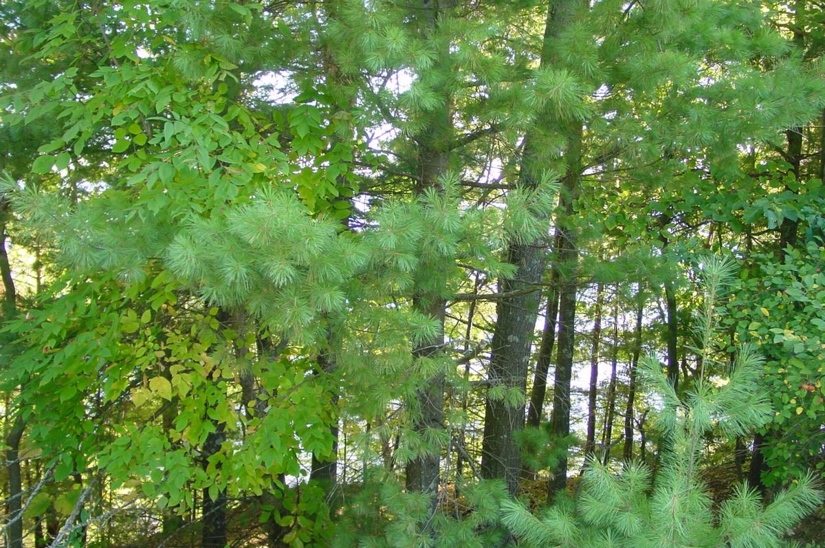 Lot 6 Mae West Road, Ladysmith WI 54848 - Land house for sale - MLS #1605333 - image9