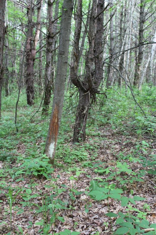 , Humbird WI 54746 - Residential house for sale - MLS #1602650 - image7