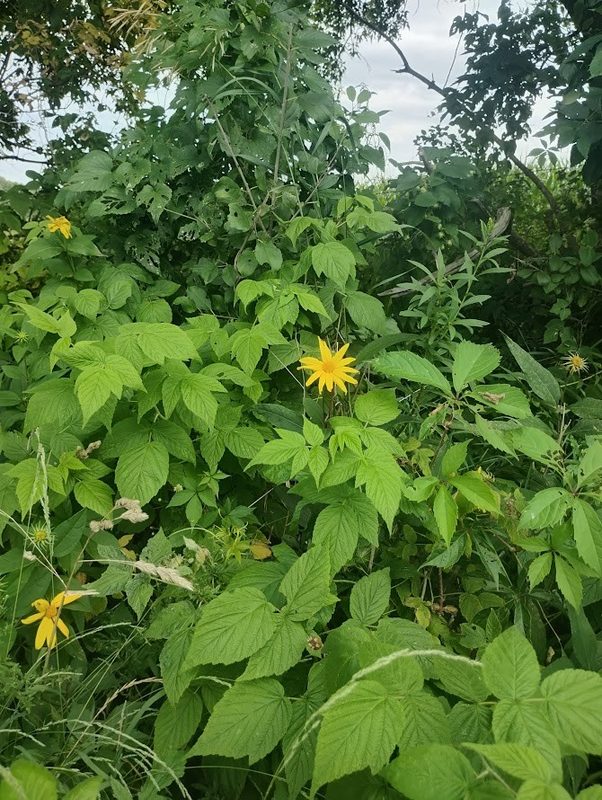 0 1130th Avenue, Colfax WI 54730 - Land house for sale - MLS #1604452 - image18