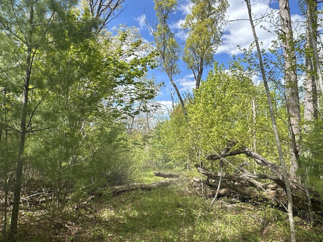 25275 Bruss Road, Webster WI 54893 - Land house for sale - MLS #1602158 - image14