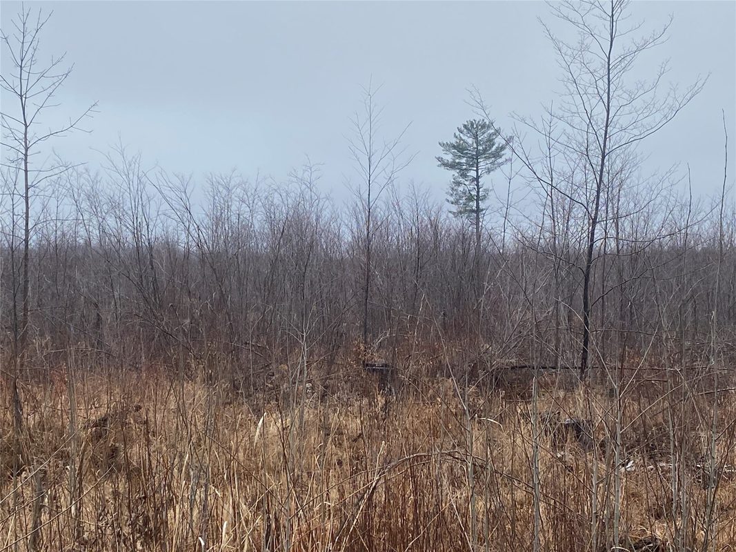 ON Shauger Road, Ogema WI 54459 - Land house for sale - MLS #1600555 - image5