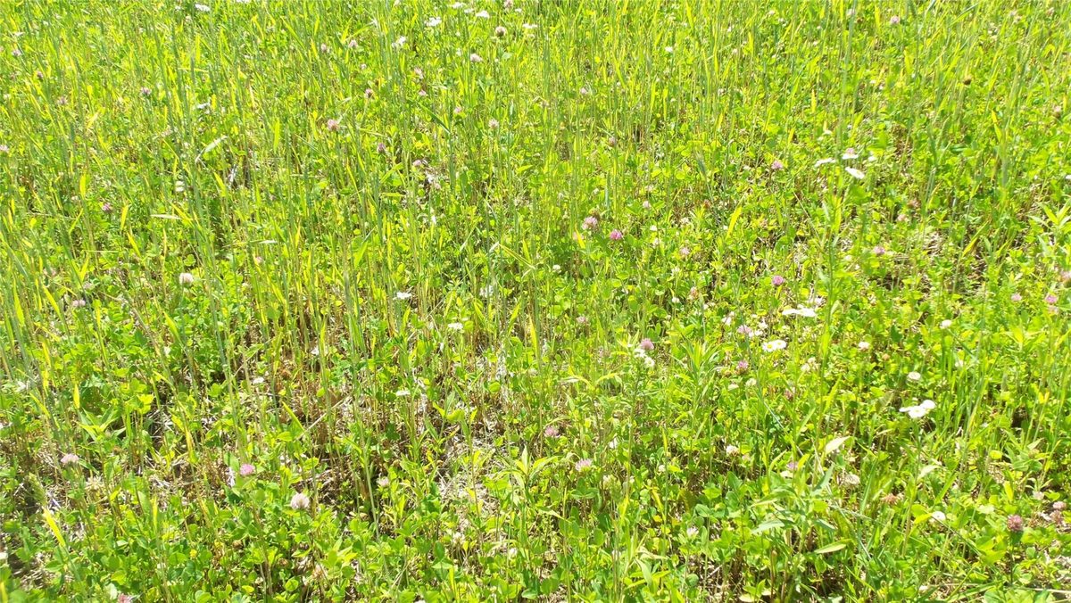 XXX Bashaw Store Road, Shell Lake WI 54871 - Land house for sale - MLS #1603494 - image17