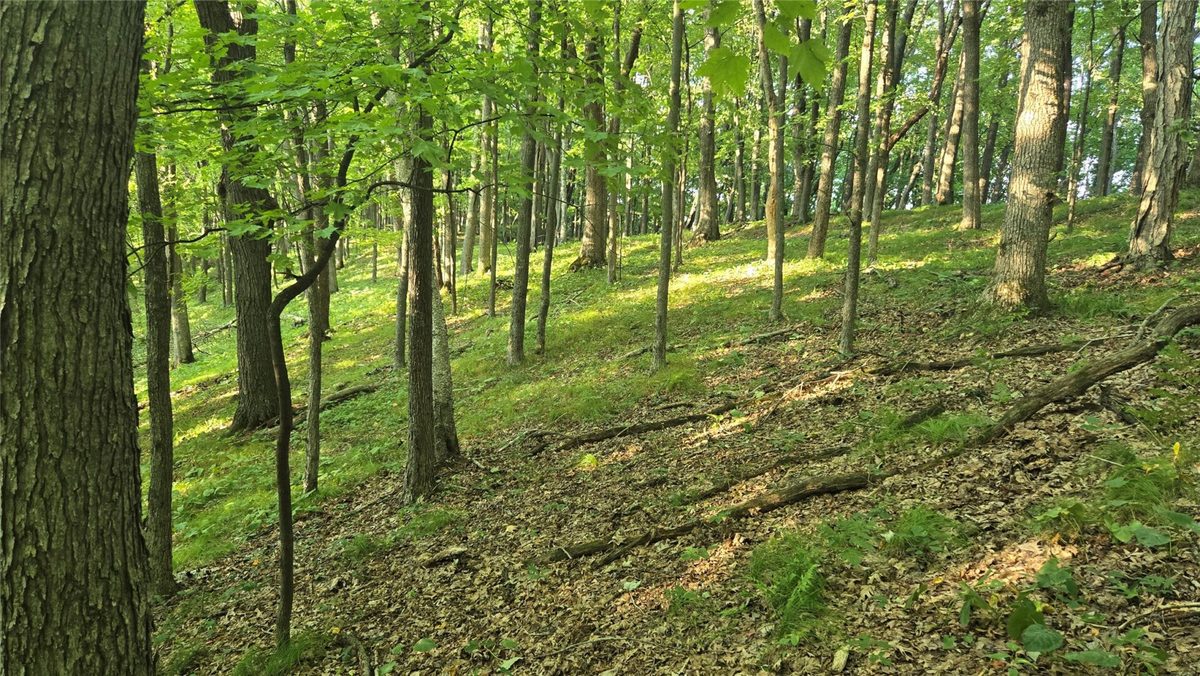 W02 State Highway 64, Colfax WI 54730 - Land house for sale - MLS #1604529 - image4