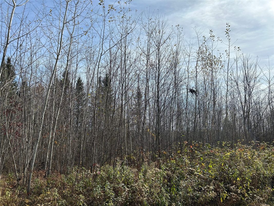 On Sheep Camp Road, Ladysmith WI 54848 - Land house for sale - MLS #1605075 - image3