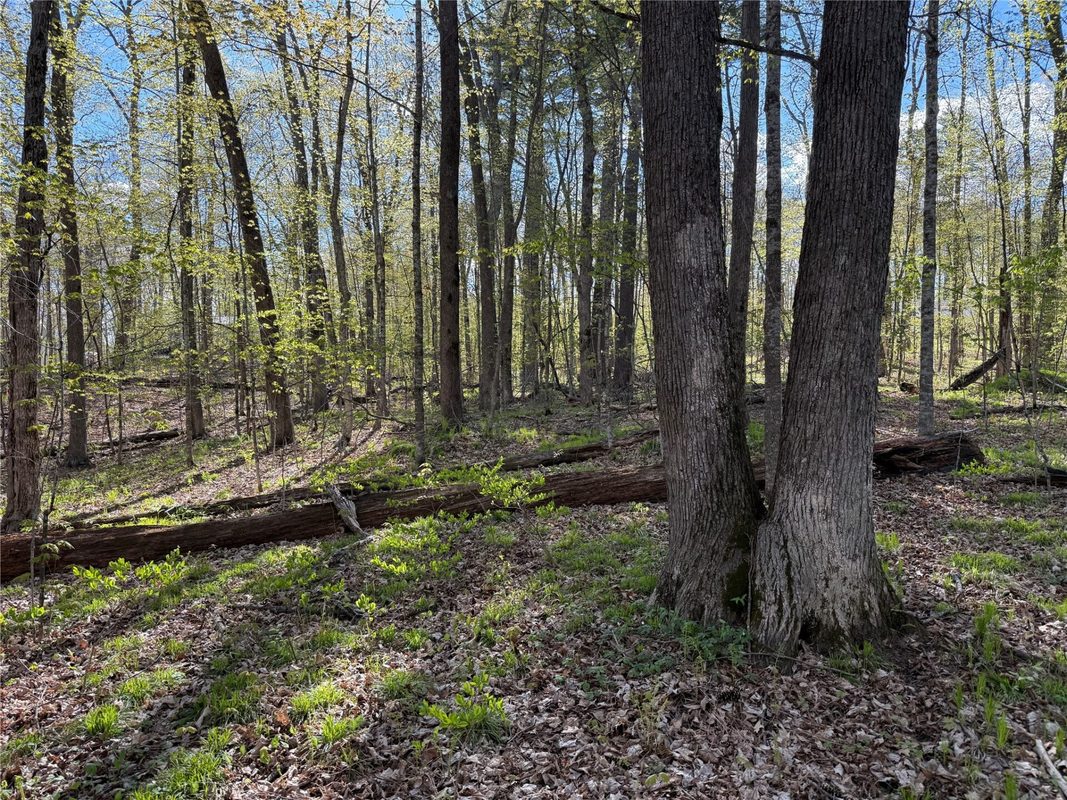 W2373 Blackhawk Road, Sarona WI 54870 - Land house for sale - MLS #1601195 - image6