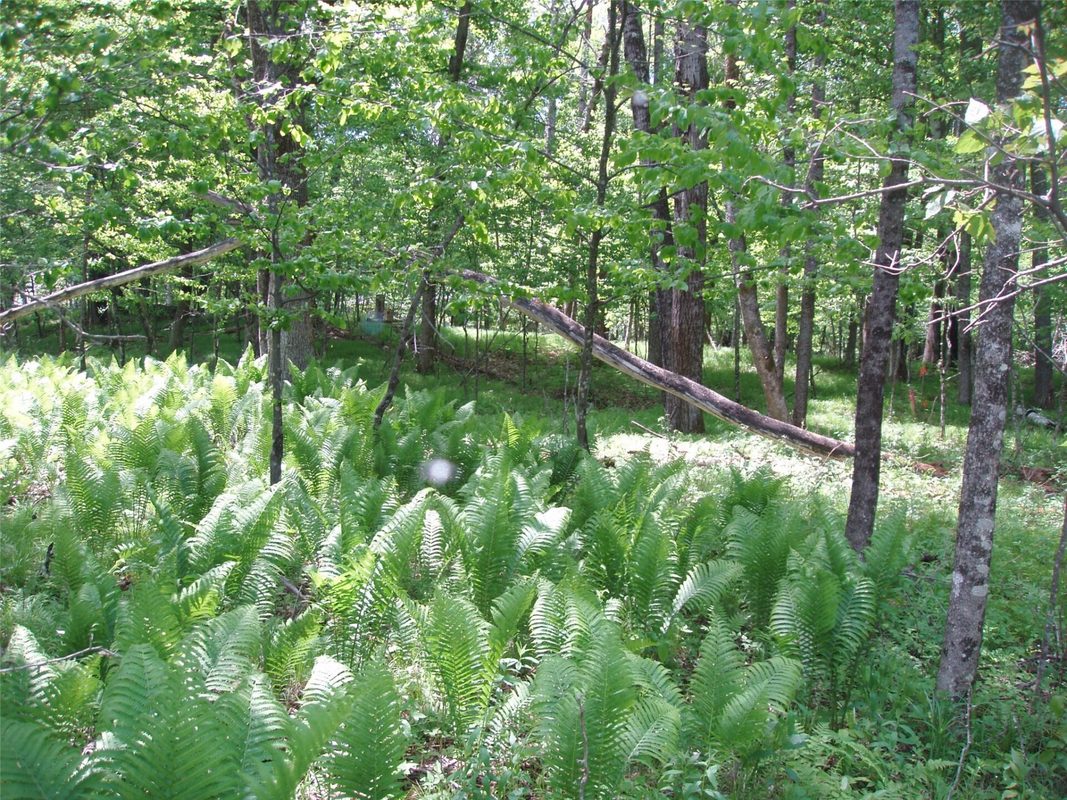 W11049 N LeTourneau Lake Road, Park Falls WI 54552 - wooded lot with ferns