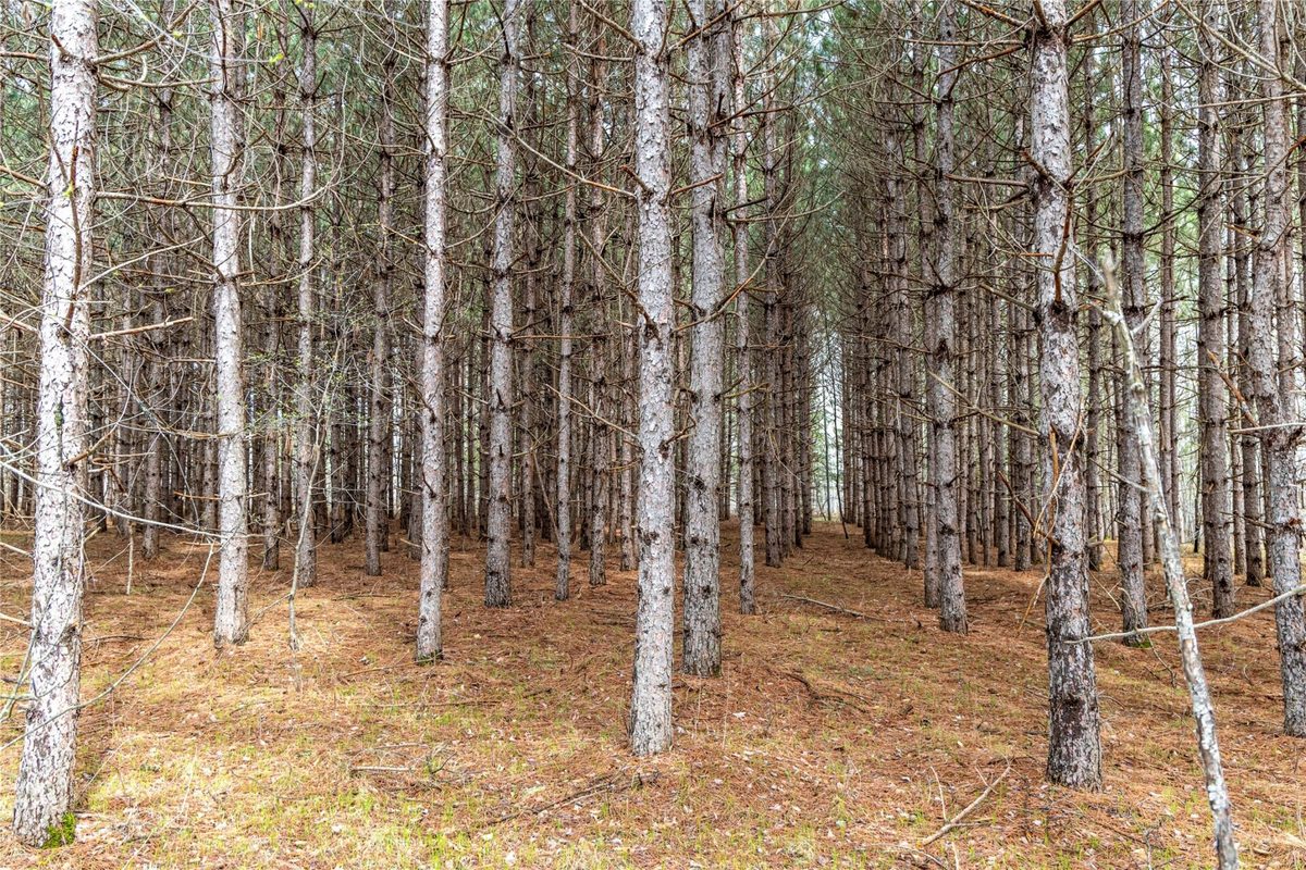 Land at 40 Acres Adams & Jones Road, Bruce, WI 54819 — photo 13