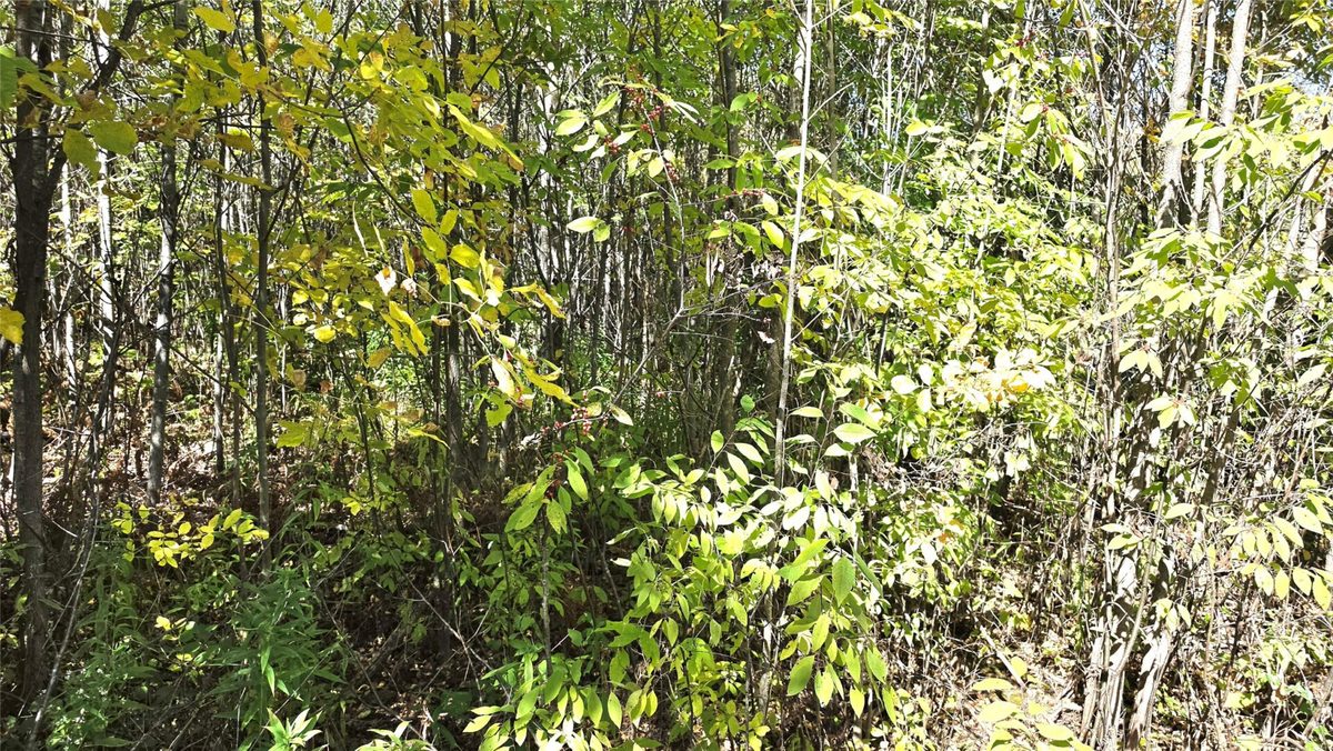 On County HWY W, Winter WI 54896 - Land house for sale - MLS #1605419 - image12