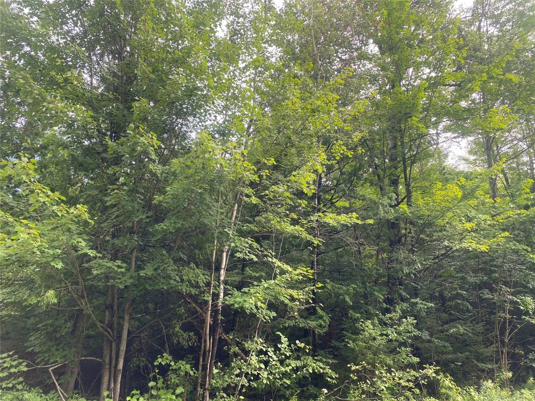ON Maple Ridge Road Park Falls WI 54552 — photo 5