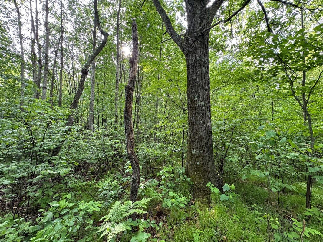 000 Boundary Road, Ringle WI 54471 - Land house for sale - MLS #1602183 - image6