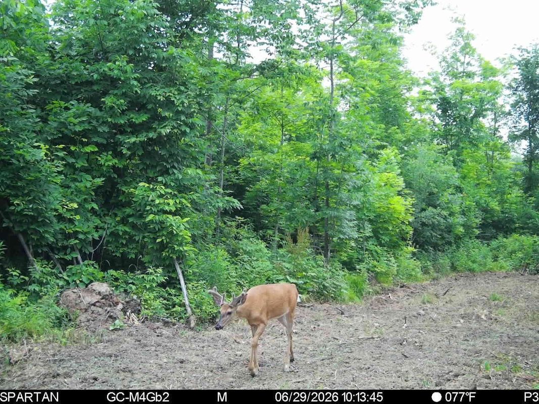 On County Road H, Radisson WI 54867 - Land house for sale - MLS #1603350 - image15