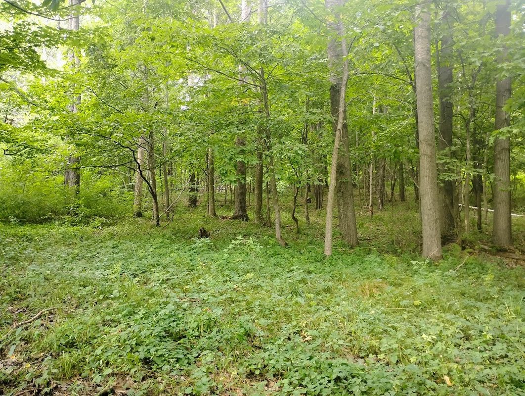 0 1130th, Colfax WI 54730 - Land house for sale - MLS #1604452 - image6