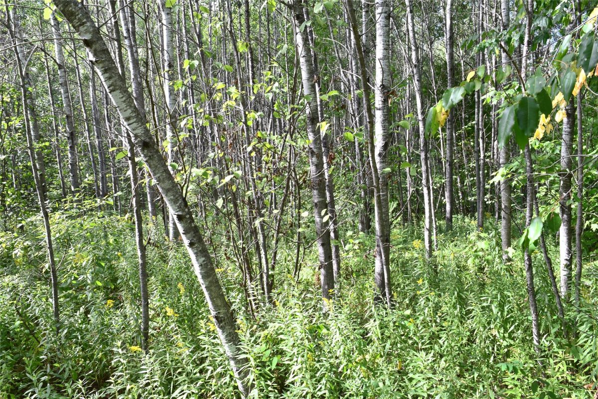 26615 Star Route Road, Bayfield WI 54814 - Land house for sale - MLS #1604800 - image35